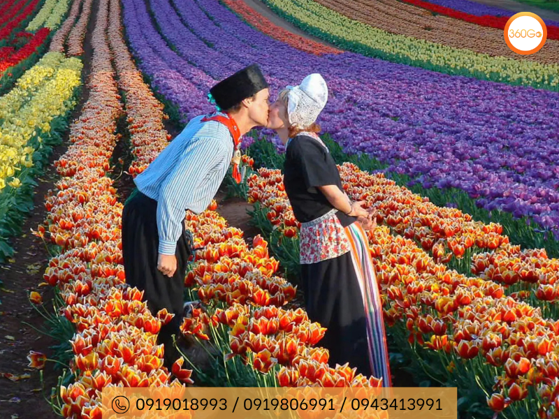 Lễ hội hoa Tulip - Du lịch 360Go